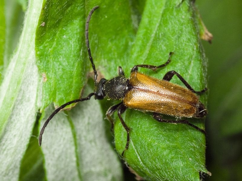 Pseudovadonia livida (Fabricius, 1776)